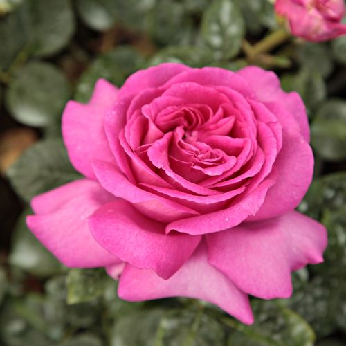 Shop - Rosa Chartreuse de Parme™ - rosa - teehybriden-edelrosen - stark duftend - Georges Delbard - -